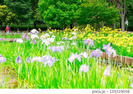 東京・東村山 北山公園 菖蒲まつり 東京・東村山 北山公園 菖蒲まつり 139329056
