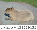 カピバラ 139329152