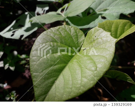 Macro Focus of a Fresh Young Heart-Shaped Sweet Potato Leaf 139329169