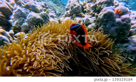 A tomato clownfish (Amphiprion frenatus) guarding a colony of snakelocks anemone (Anemonia sulcata) among vibrant dense coral reef, seen during snorkeling in Dauin, Philippines A tomato clownfish (Amphiprion frenatus) guarding a colony of snakelocks anemone (Anemonia sulcata) among vibrant dense coral reef, seen during snorkeling in Dauin, Philippines 139329184