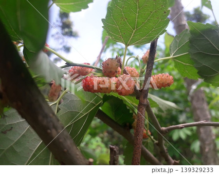 Young white and reddish mulberry fruits growing on a branch. Young white and reddish mulberry fruits growing on a branch. 139329233