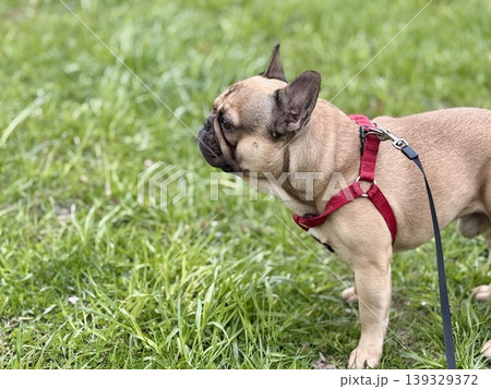 A happy French bulldog dog of fawn color walks outside in good weather on a leash in summer. A happy French bulldog dog of fawn color walks outside in good weather on a leash in summer. 139329372