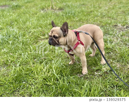 A happy French bulldog dog of fawn color walks outside in good weather on a leash in summer. 139329375