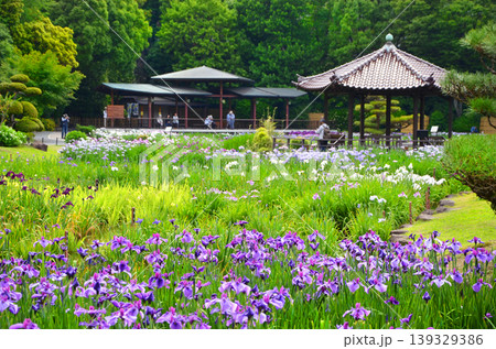 ハナショウブが咲き誇る城北菖蒲園の風景 139329386