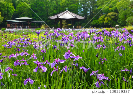 ハナショウブが咲き誇る城北菖蒲園の風景 139329387