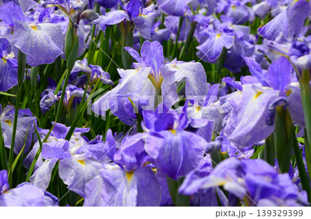 ハナショウブが咲き誇る城北菖蒲園の風景 ハナショウブが咲き誇る城北菖蒲園の風景 139329399