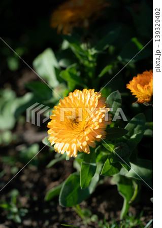 黄色いキンセンカの花 黄色いキンセンカの花 139329402