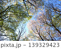 見上げた春の森 139329423