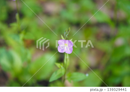 陽光に輝く可愛いピンクのユウゲショウの花 139329441