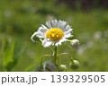 雨の水滴がついたハルジオンの花 139329505