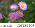 ピンク色のハルジオンの花が咲いています 139329506