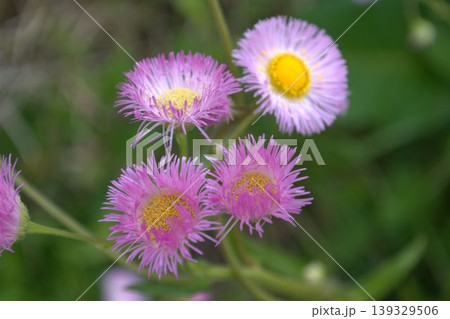 ピンク色のハルジオンの花が咲いています ピンク色のハルジオンの花が咲いています 139329506