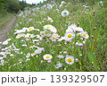 土手に咲くたくさんのハルジオンの花 139329507
