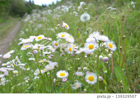 土手に咲くたくさんのハルジオンの花 土手に咲くたくさんのハルジオンの花 139329507