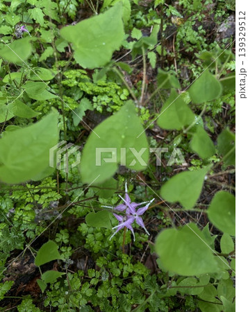 春の森で紫色の花を咲かせるイカリソウ 春の森で紫色の花を咲かせるイカリソウ 139329512