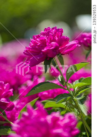 芍薬園に赤紫色のシャクヤクが咲いています。 139329553