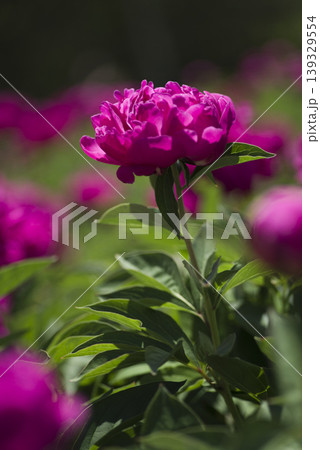 芍薬園に赤紫色のシャクヤクが咲いています。 139329554