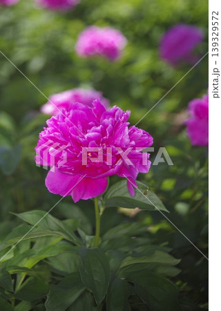 芍薬園にピンク色のシャクヤクが咲いています。 139329572