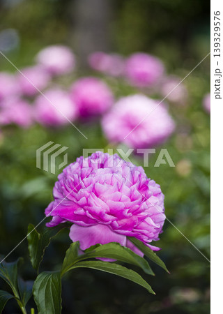 芍薬園にピンク色のシャクヤクが咲いています。 芍薬園にピンク色のシャクヤクが咲いています。 139329576