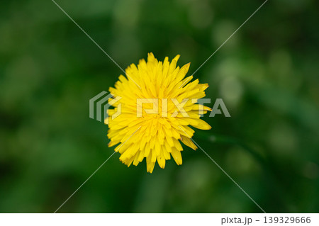 黄色いタンポポの花 黄色いタンポポの花 139329666