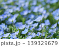 青いネモフィラ 139329679