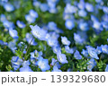 画面いっぱいのネモフィラ 139329680
