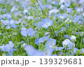 青いネモフィラ 139329681