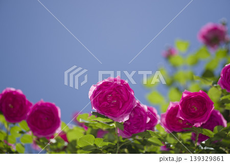 薔薇園にピンク色の薔薇の花が咲いています。このバラの名前はパレードです。 139329861
