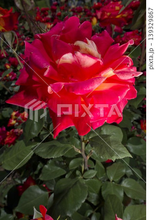 薔薇園に赤色の薔薇の花が咲いています。このバラの名前は錦絵です。 139329867