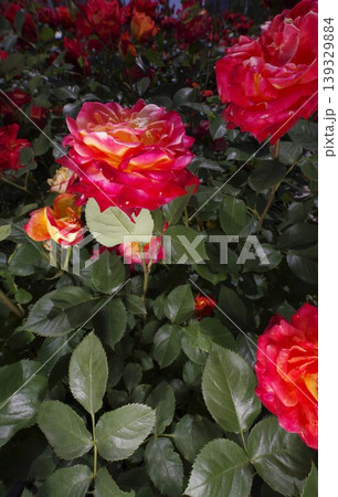 薔薇園に赤色や黄色のバラの花が咲いています。このバラの名前はスブニール・ド・アンネ・フランクです。 薔薇園に赤色や黄色のバラの花が咲いています。このバラの名前はスブニール・ド・アンネ・フランクです。 139329884