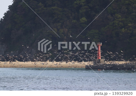 海と鳥と灯台と 139329920