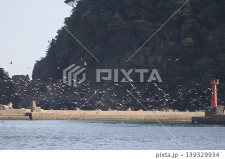 海と鳥と灯台と 139329934