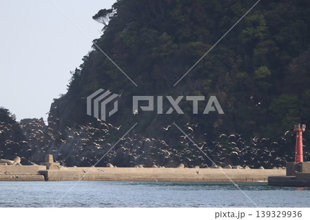 海と鳥と灯台と 139329936
