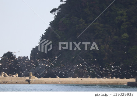 海と鳥と灯台と 139329938