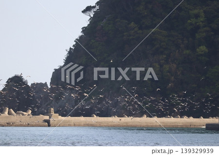 海と鳥と灯台と 海と鳥と灯台と 139329939