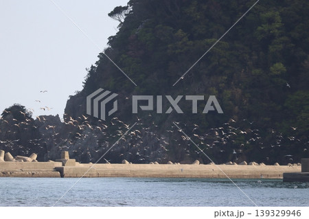 海と鳥と灯台と 139329946