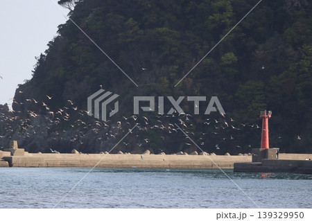 海と鳥と灯台と 海と鳥と灯台と 139329950