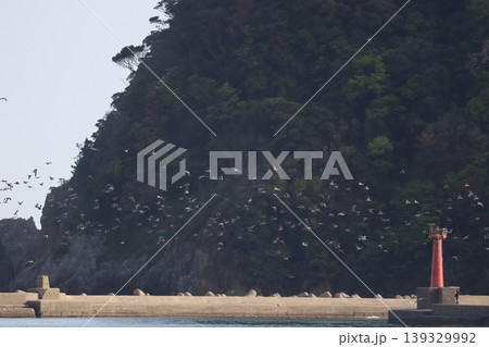 海と鳥と灯台と 海と鳥と灯台と 139329992