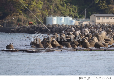 海と鳥と灯台と 海と鳥と灯台と 139329993