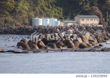 海と鳥と灯台と 海と鳥と灯台と 139329994