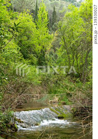 Stream flowing over rocks creating small cascade in lush forest 139330027