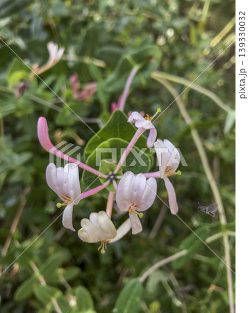 wild flowers native to the Mediterranean area 139330032