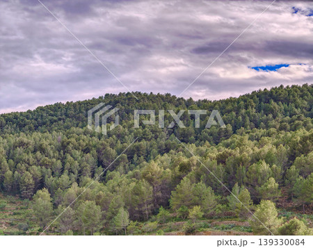 Lush spanish pine forest covering hills under cloudy sky 139330084