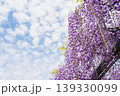藤の花と白い雲 139330099