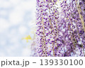 美しい藤の花 139330100