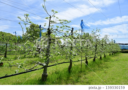 リンゴの果樹園と満開の花 リンゴの果樹園と満開の花 139330159