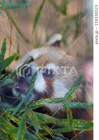 レッサーパンダ 竹の葉の間からのぞく愛らしいクローズアップ レッサーパンダ 竹の葉の間からのぞく愛らしいクローズアップ 139330523