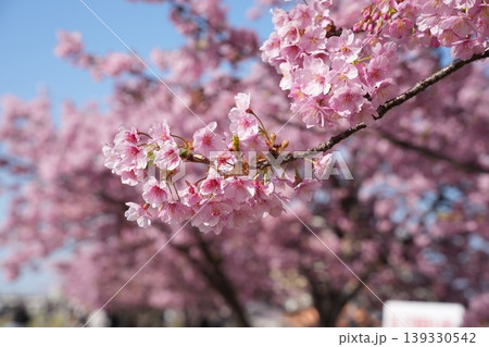 河津桜 青空を背景に咲き誇る濃いピンクの早咲き桜 河津桜 青空を背景に咲き誇る濃いピンクの早咲き桜 139330542