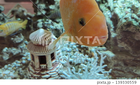 Bright orange fish swimming in an aquarium, showcasing vibrant colors and natural habitat with decorative elements like coral and a small structure in the background Bright orange fish swimming in an aquarium, showcasing vibrant colors and natural habitat with decorative elements like coral and a small structure in the background 139330559