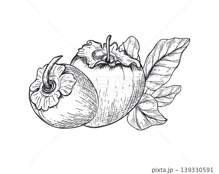 Two persimmon fruits with leaves vector composition. Black and white ink isolated illustration of organic tropical sweet pod. Graphic food element for healthy eating menu, grocery shop 139330591